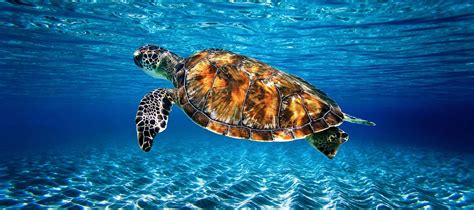 How Fast Can Sea Turtles Swim and Why Do They Sometimes Race Against Dolphins?